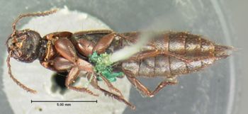 Media type: image;   Entomology 7276 Aspect: habitus ventral view